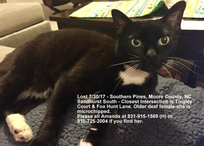 Lost Cat Black And White Tuxedo Cat In Sandhurst South Southern