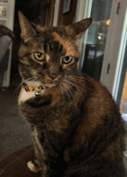 Lost Cat, Tortoiseshell Tuxedo Cat in Pinehurst