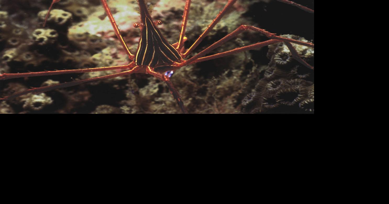 Ask the Aquarium: What's This Strange-Looking Crab? | Features ...