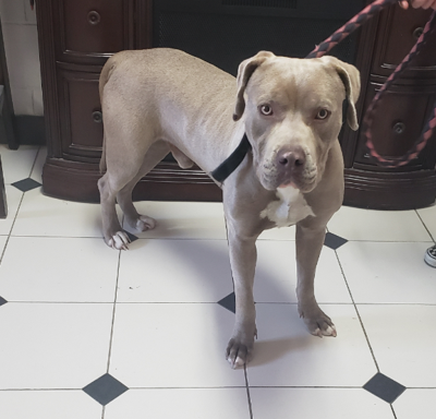 Grey blue pitbull sales