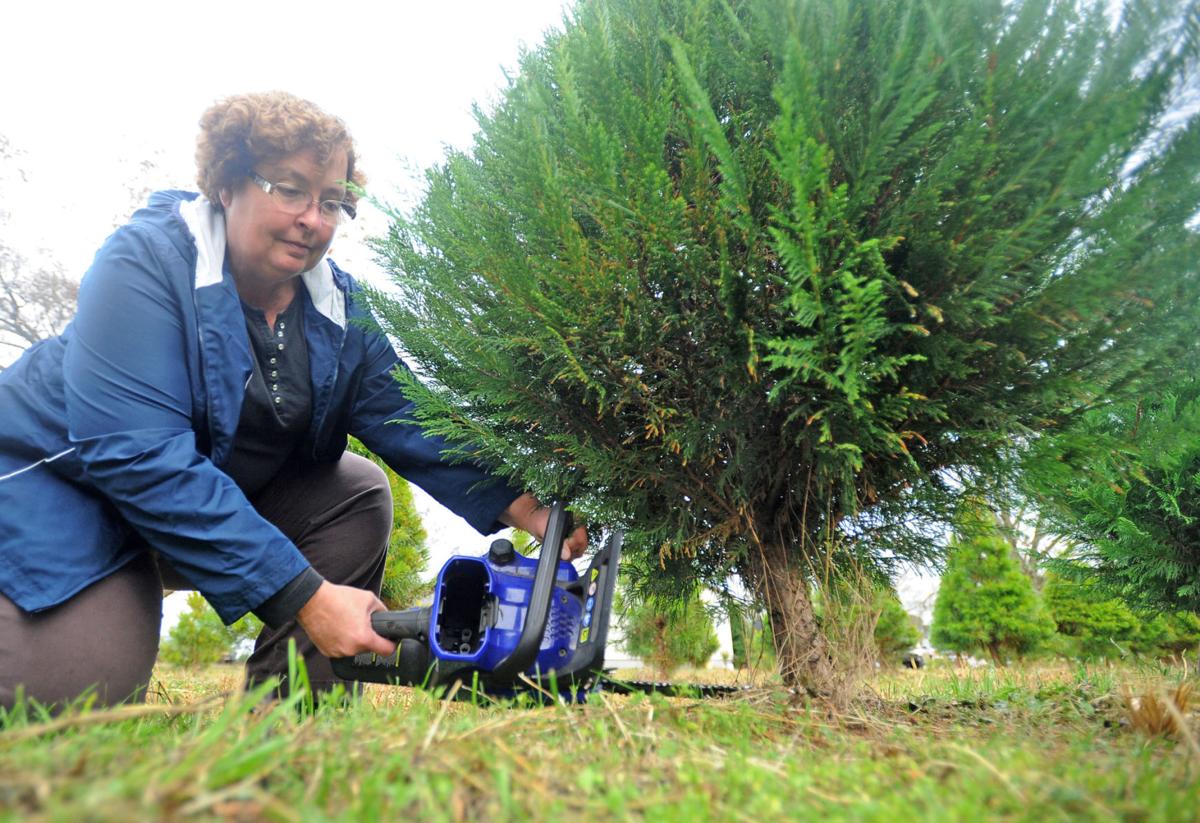 Fresh Cut Christmas Trees Sales Are Brisk Business Thepilot Com