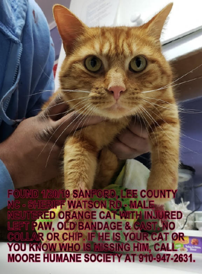 Found Cat Orange Tabby In Sanford Note Injured Paw Pets