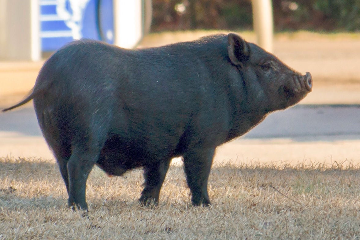 Elusive Pig Apprehended By Police | News | Thepilot.com