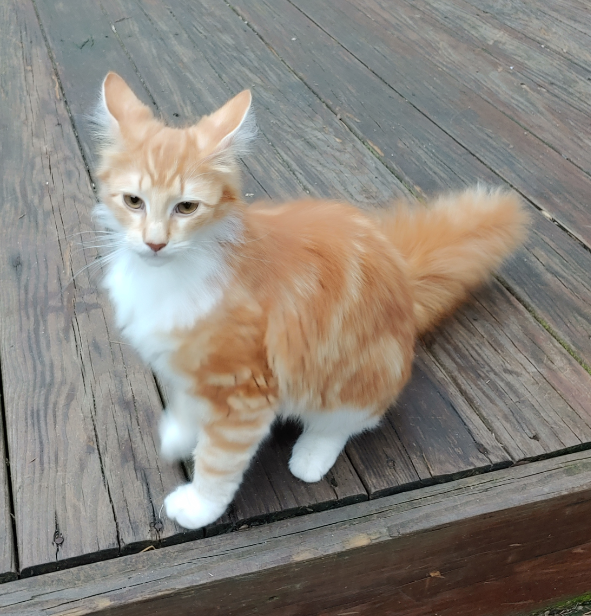 found orange and white cat