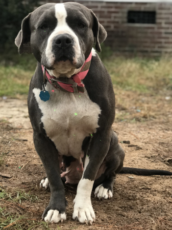 Lost Dog, Grey and White Pitbull on Lee/Harnett County line | Pets |  