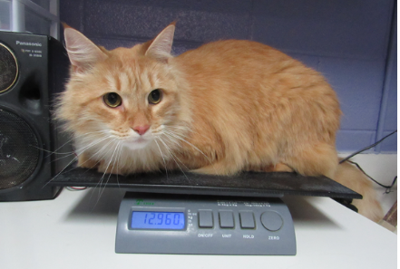 Medium haired orange tabby hotsell