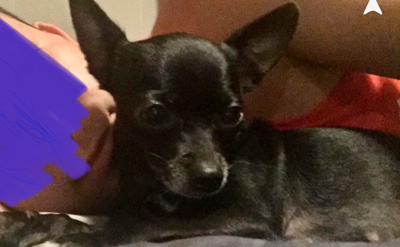 Lost black chihuahua new arrivals