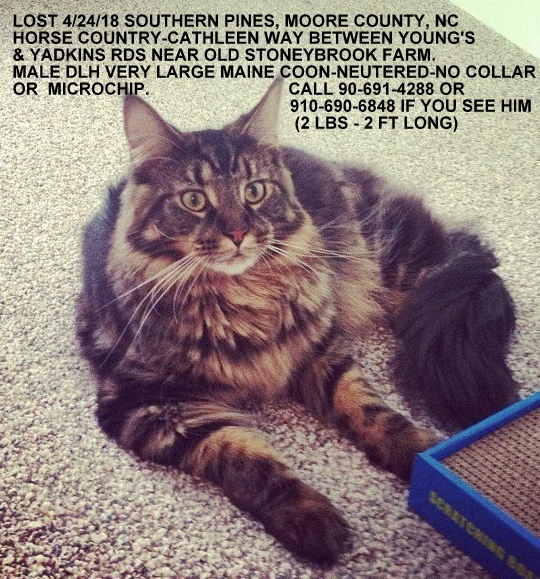 Lost Cat Long Haired Maine Coon Cat In Southern Pines Horse