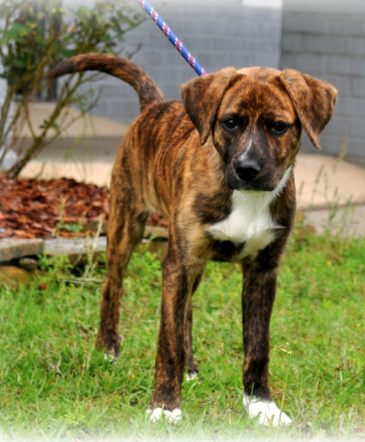 Found Dog, Brindle Hound Mix in Candor Pets