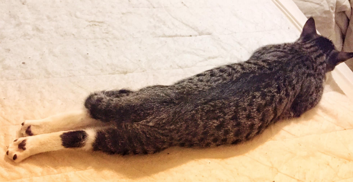 Lost Cat Gray And White Tabby Maine Coon Mix In Aberdeen Pets Thepilot Com