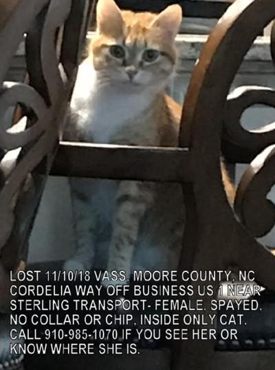 Lost Cat Orange And White Cat In Vass Note Still Missing As Of