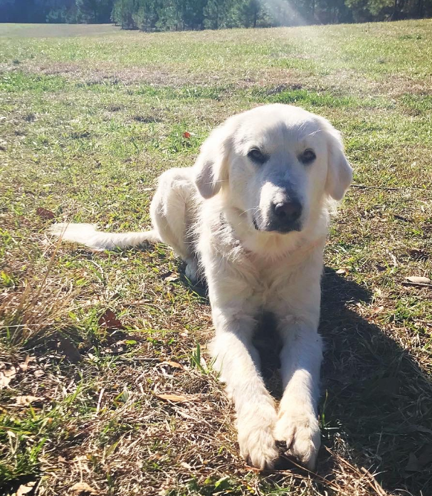 great pyrenees lost and found