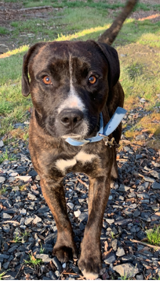 treeing tennessee brindle pitbull mix