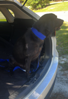 Found Dog, Black Lab in Cameron