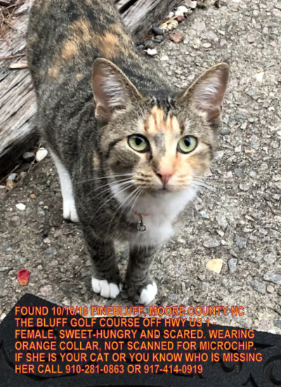 Found Cat Grey Calico Cat In Pinebluff Pets Thepilot Com