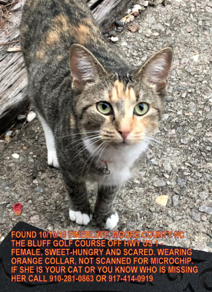 Found Cat Grey Calico Cat In Pinebluff Pets Thepilot Com