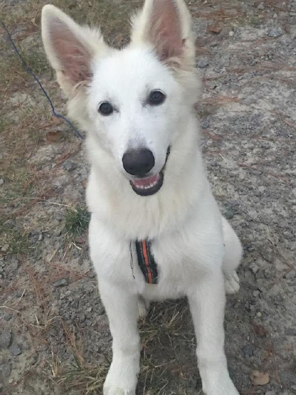 Lost Dog, White German Shepherd (NOTE: FAMILY BELIEVES DOG STOLEN ...