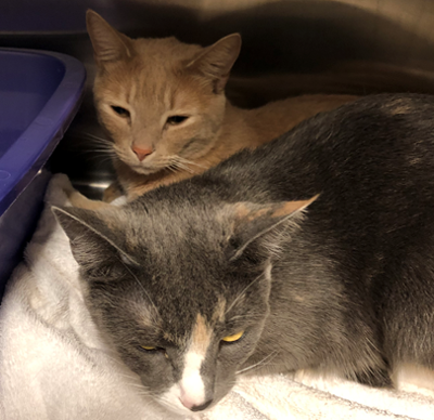 Found Cats One Grey Calico And One Orange Tabby In Vass Update