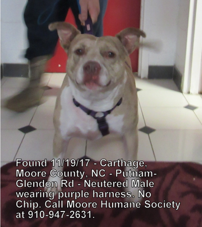 cream pitbull mix in carthage update