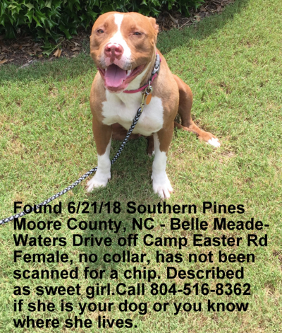 Found Dog Light Brown And White Pitbull In Southern Pines Belle Meade Pets Thepilot Com