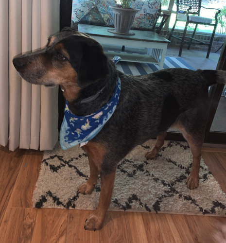 Bluetick Coonhound Blue Heeler Mix