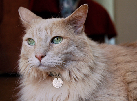 Lost Cat Orange Maine Coon Cat In Pinehurst Update Found Pets