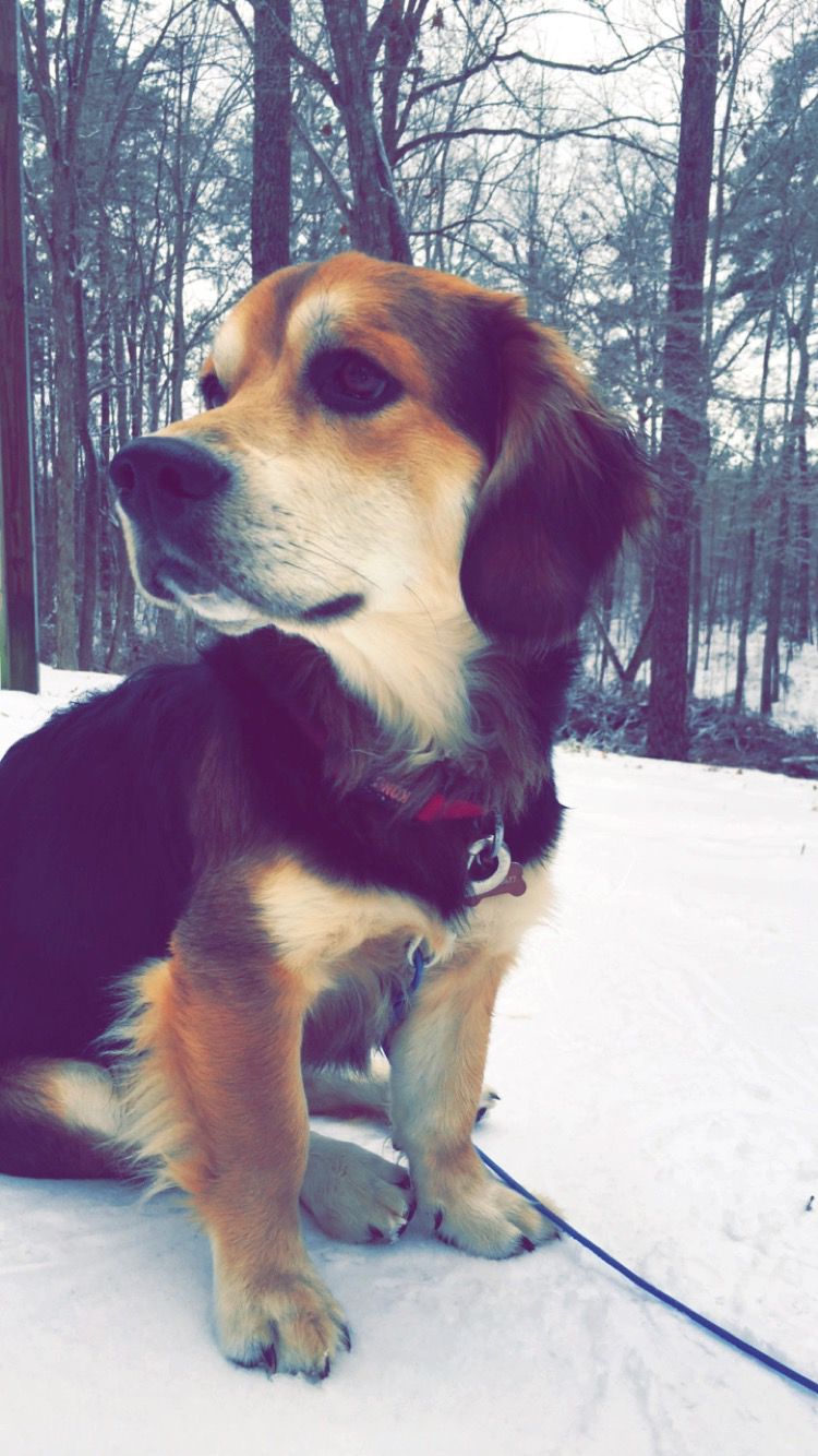 Lost Dog, Long-haired Beagle Mix in 