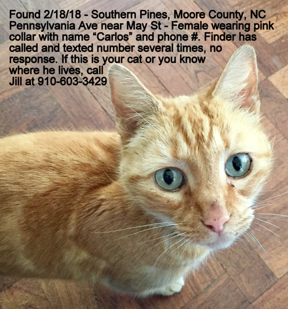 Found Cat Orange Tabby With Pink Collar Near Downtown Southern