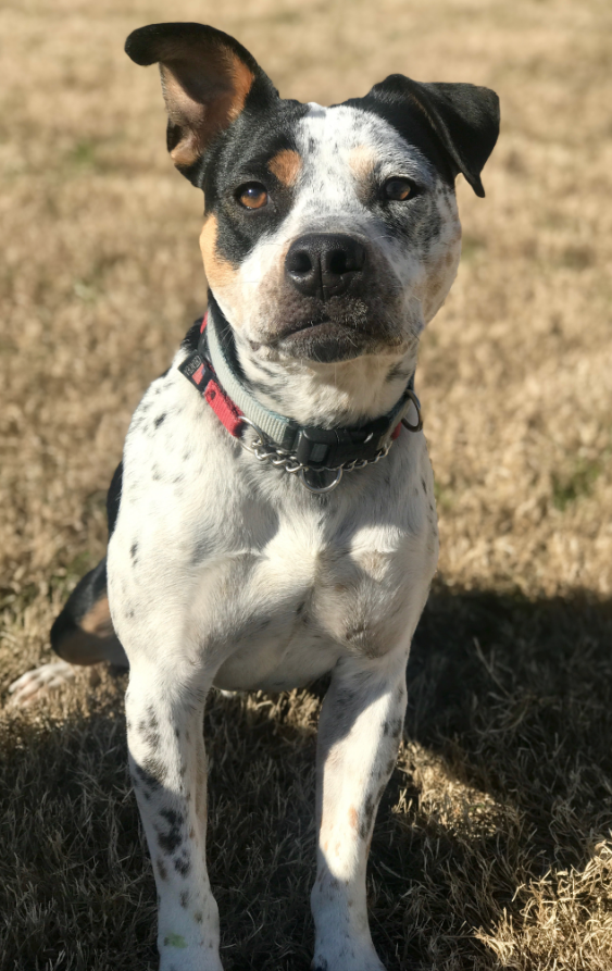 cattle pit mix