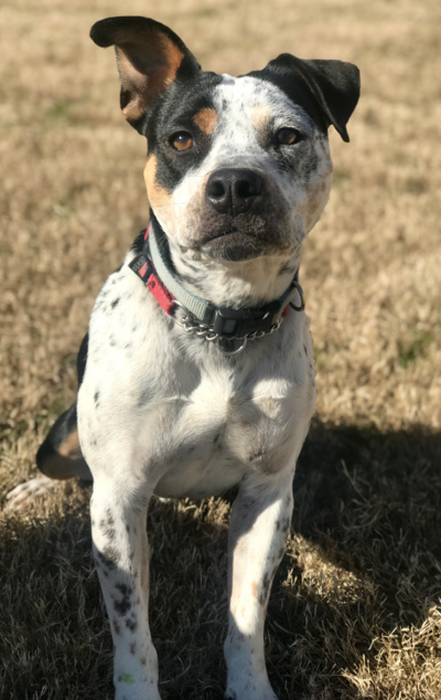Lost Dog Cattle Dog Pit Mix In Tramway Sanford Pets Thepilot Com