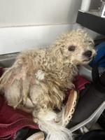 Found Dog, Possible shitzu on U.S. 1