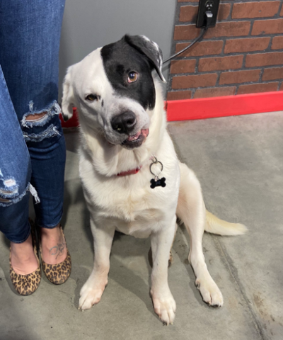 Lost Dog Black And White Australian Shepherd Mix In Pinehurst Update Found Pets Thepilot Com