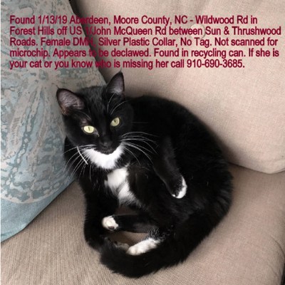Found Cat Black And White Tuxedo Cat In Aberdeen Forest Hills