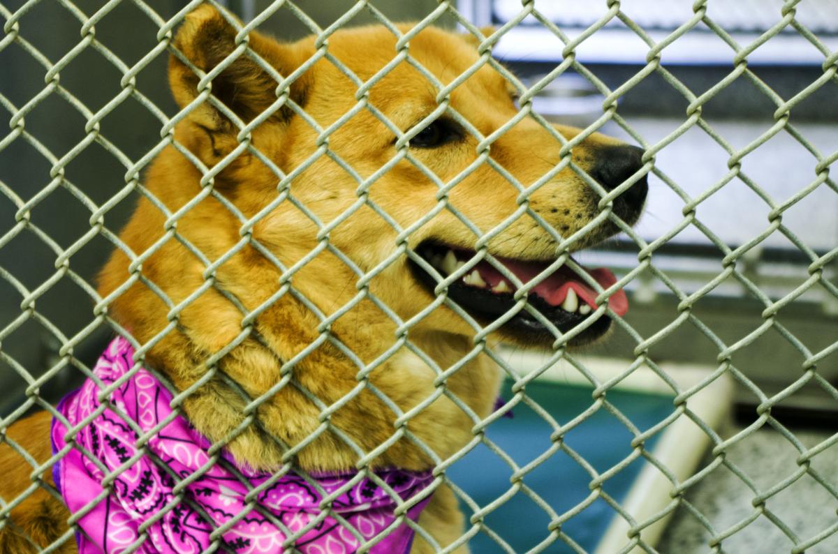 A Look Inside the Moore County Animal Services Center | Gallery