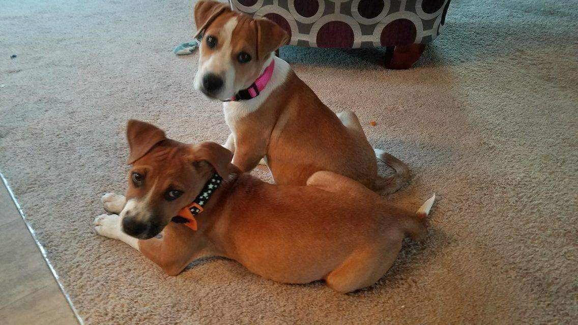 Boxer sales hound puppies