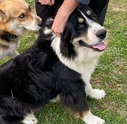 Lost Dog,Bernese Mountain Great mix in Southern PInes UPDATE: FOUND | | thepilot.com
