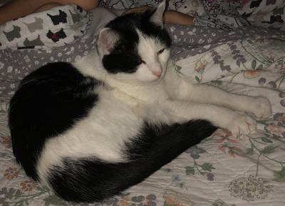 Lost Cat Black And White Cat In Whispering Pines Possibly Lost