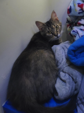 Lost Cat, Tabby Maine Coon Cat in Whispering Pines UPDATE: FOUND | Pets ...