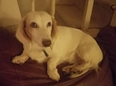 Lost Dog Long Haired White Brown Dachshund In Carthage Pets