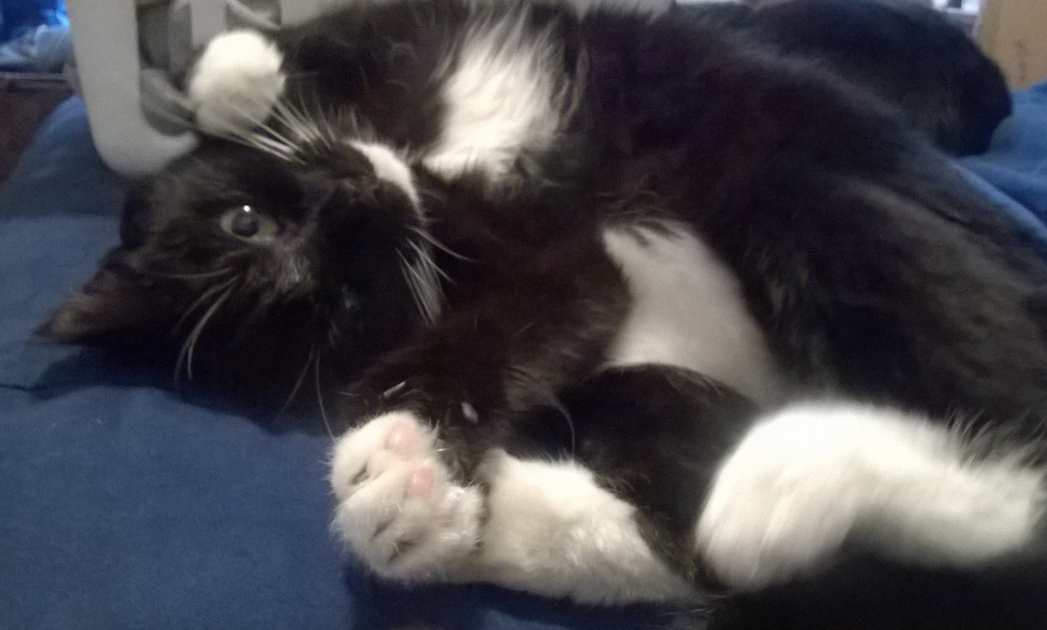 Lost Cat Black And White Tuxedo Cat In West End Update Still Missing Pets Thepilot Com