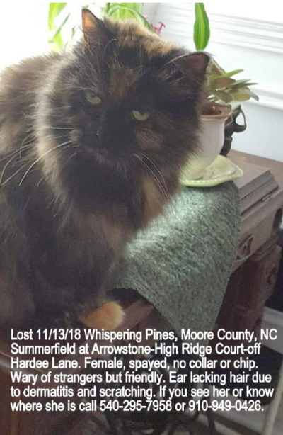 Lost Cat Long Haired Tortoiseshell Cat In Whispering Pines Pets