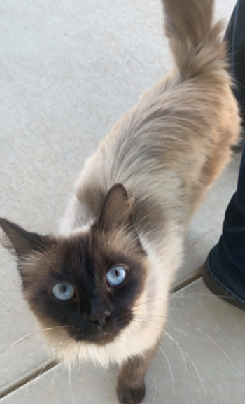 himalayan siamese
