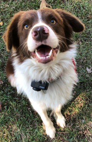 Lost Dog Brown And White Border Collie In Biscoe Moore Montgomery County Line Pets Thepilot Com