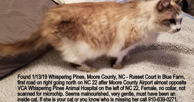 Found Cat, Longhaired Himalayan Cat in Whispering Pines UPDATE: OWNER  LOCATED | Pets 