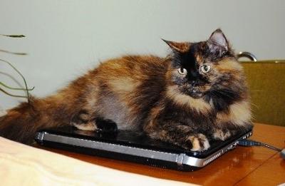 Lost Pet Long Hair Tortoise Cat In Southern Pines Pets
