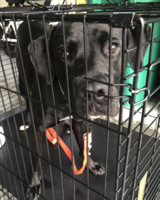 Found Dog, Black Lab Mix in Pinehurst UPDATE: HOME