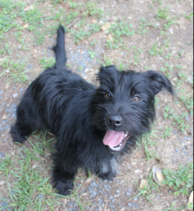 Lost Dog Black Terrier Mix In Southern Pines Hyland Hills Reward Update Still Missing As Of 11 13 17 Pets Thepilot Com