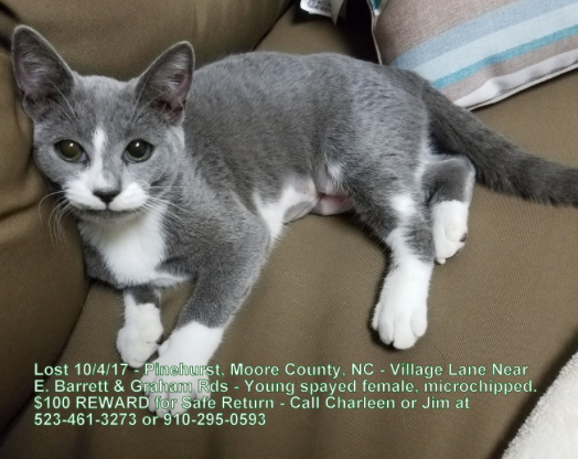 Lost Cat, Gray Cat w/ white paws in Pinehurst REWARD ...