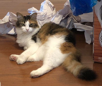 Lost Cat Medium Haired Calico Cat In Aberdeen Update Found