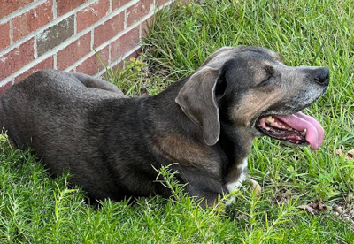 Found Dog, Pointer Hound mix in Carthage Pets thepilot